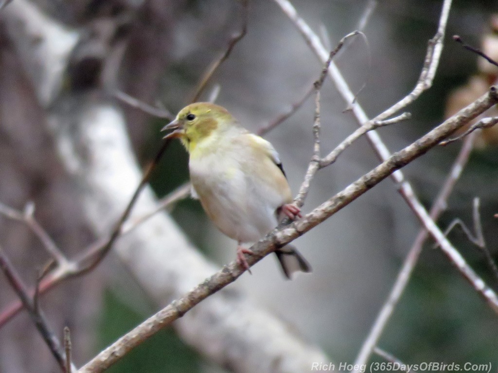 285-Birds-365-Winter-Goldfinch