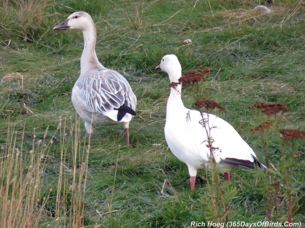 286-Birds-365-Geese-1-Duo