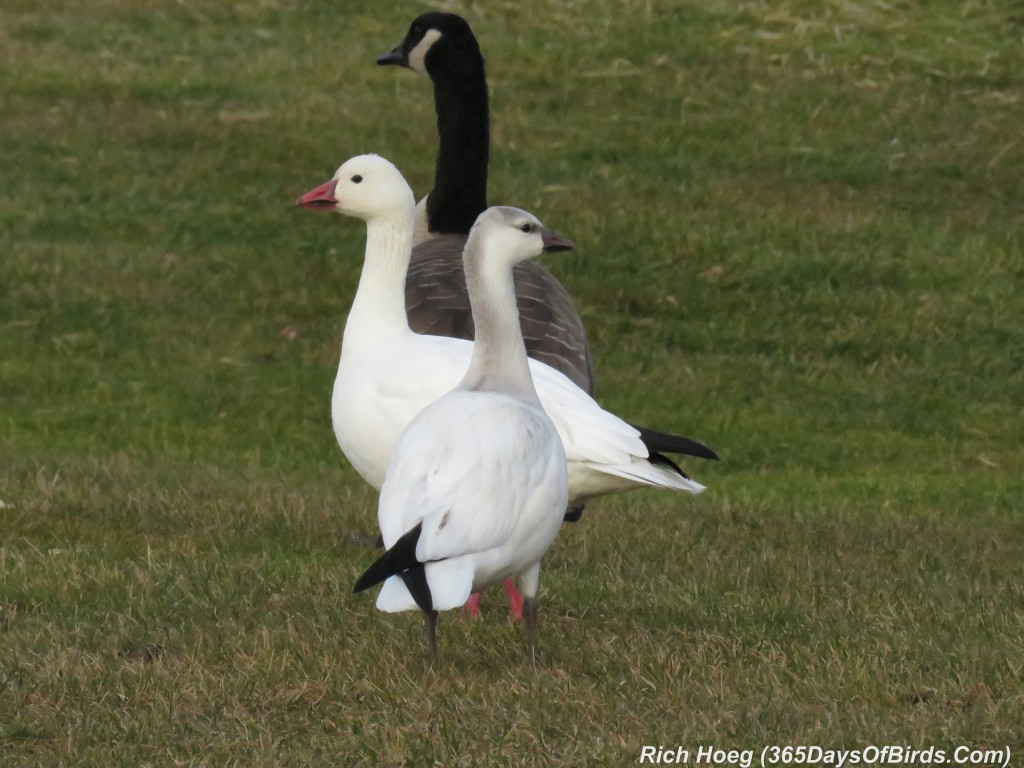 286-Birds-365-Geese-3-Trio