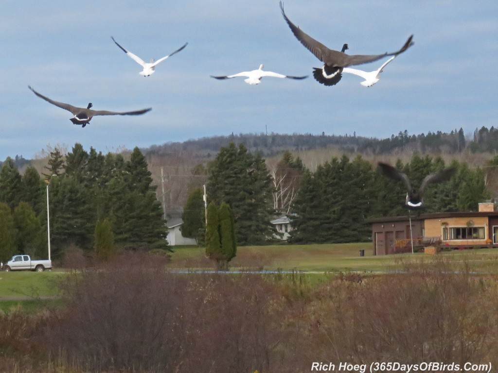 286-Birds-365-Geese-4-Flying