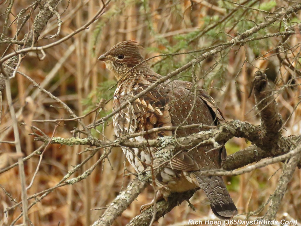 286-Birds-365-Ruffed-Grouse