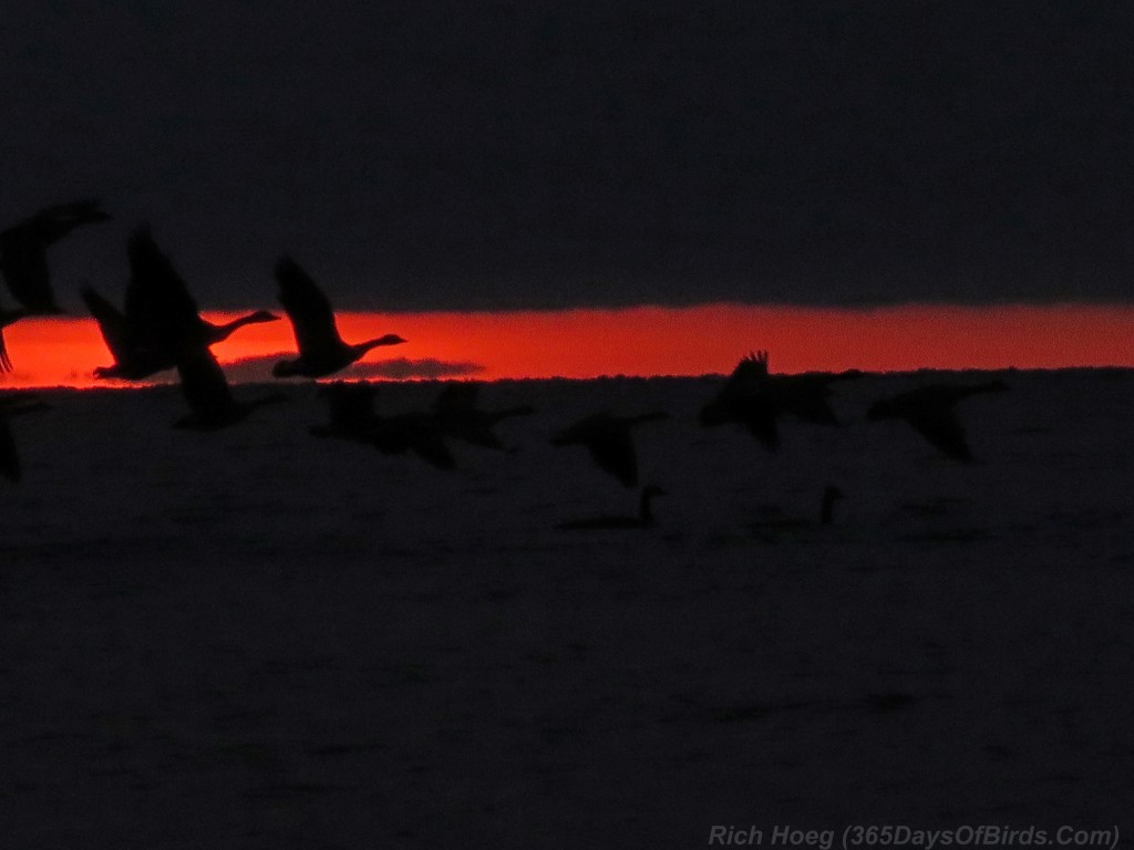 288-Birds-365-Takeoff-of-the-Dawn-Patrol-Final