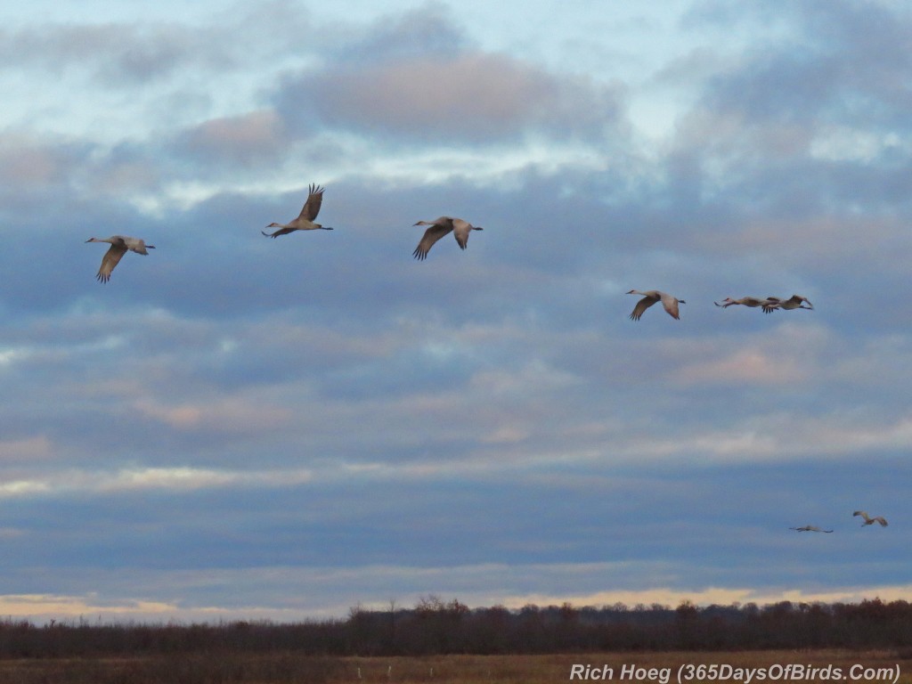 289-Birds-365-Crex-Meadows-Sandhill-Cranes-Dawn-Flight