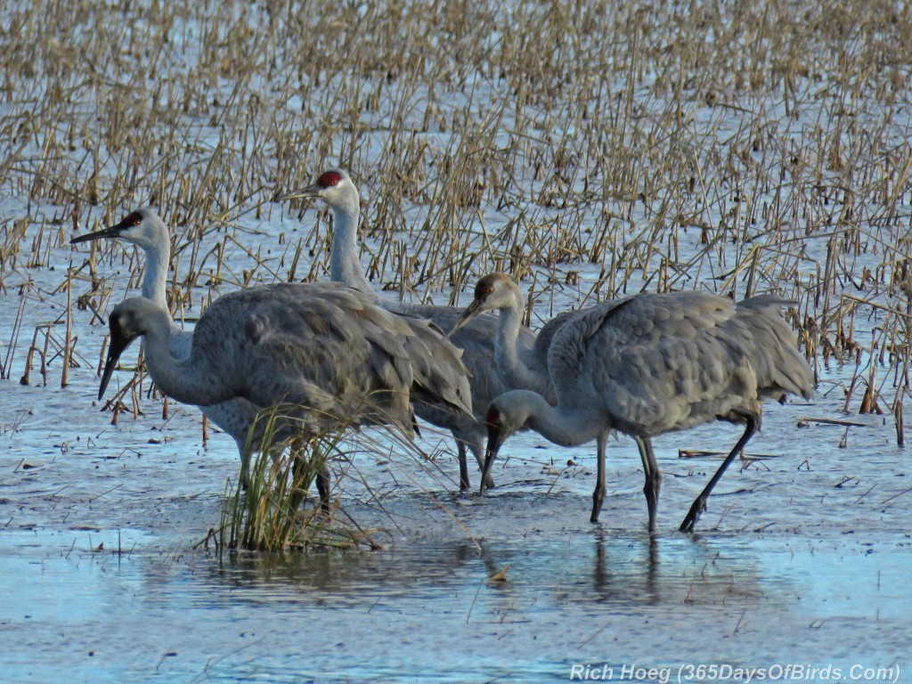 289-Birds-365-Crex-Meadows-Sandhill-Cranes-Group
