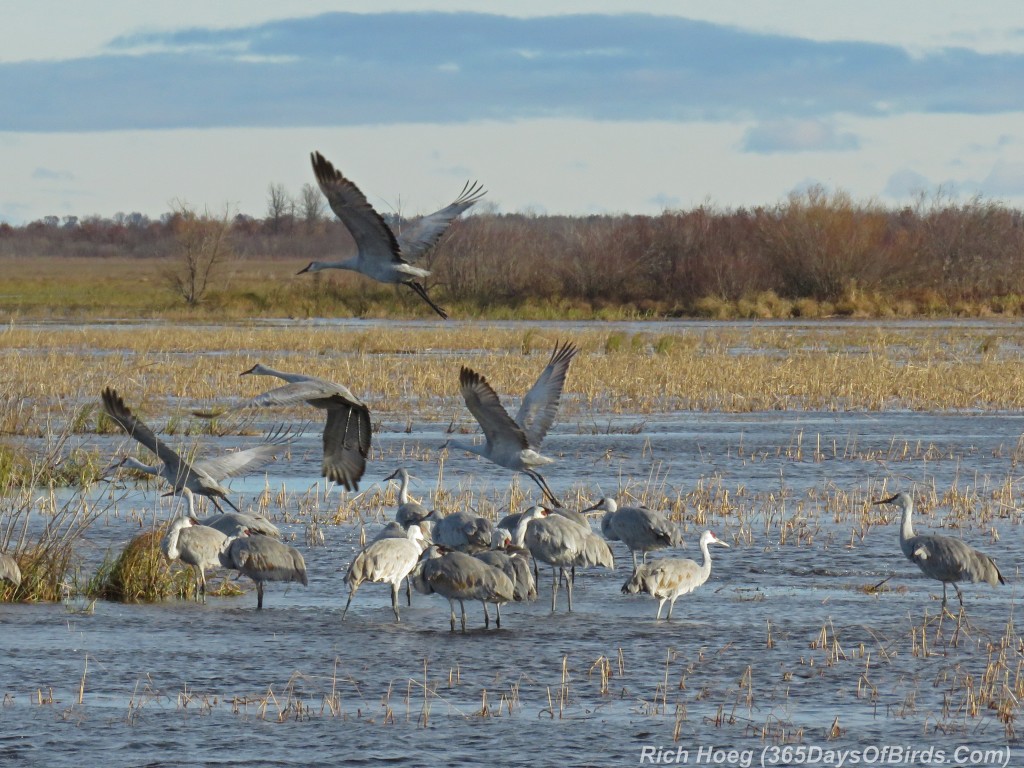 289-Birds-365-Crex-Meadows-Sandhill-Cranes-Group-Takeoff-1