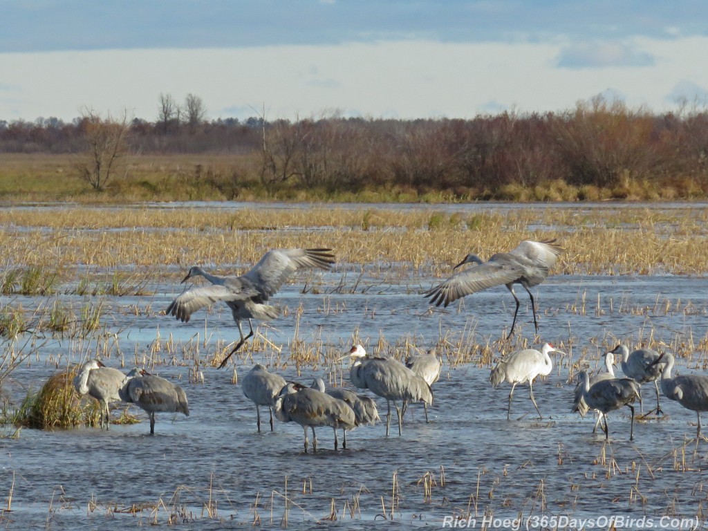 289-Birds-365-Crex-Meadows-Sandhill-Cranes-Landing-Now