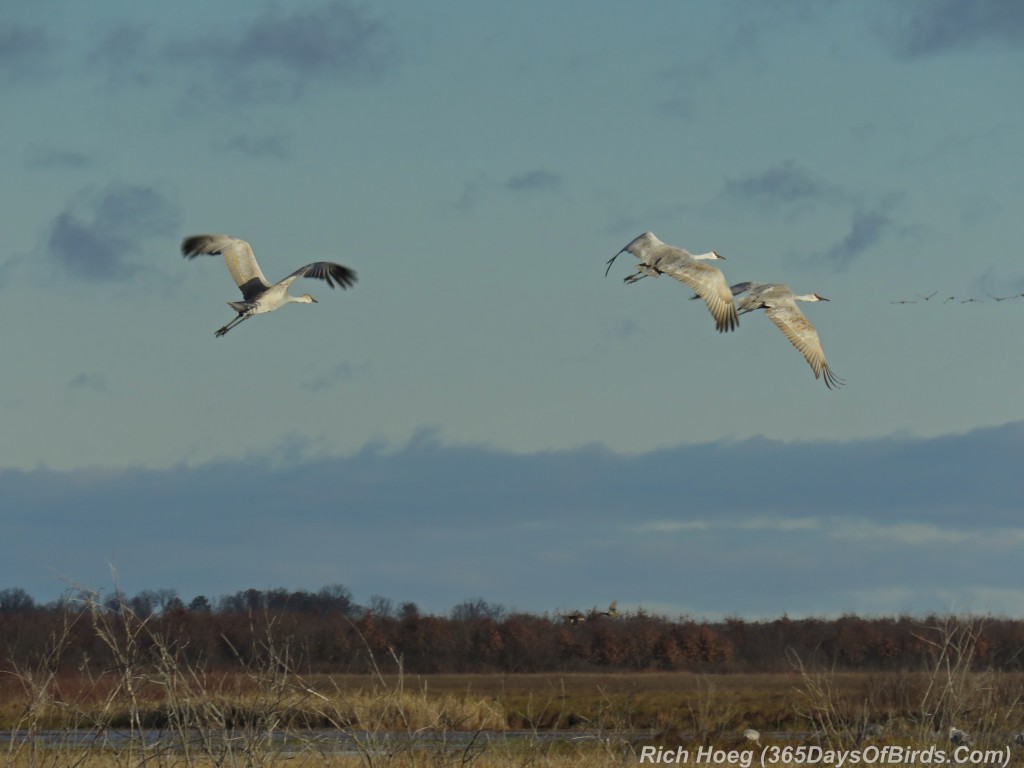 289-Birds-365-Crex-Meadows-Sandhill-Cranes-Trio-Flight