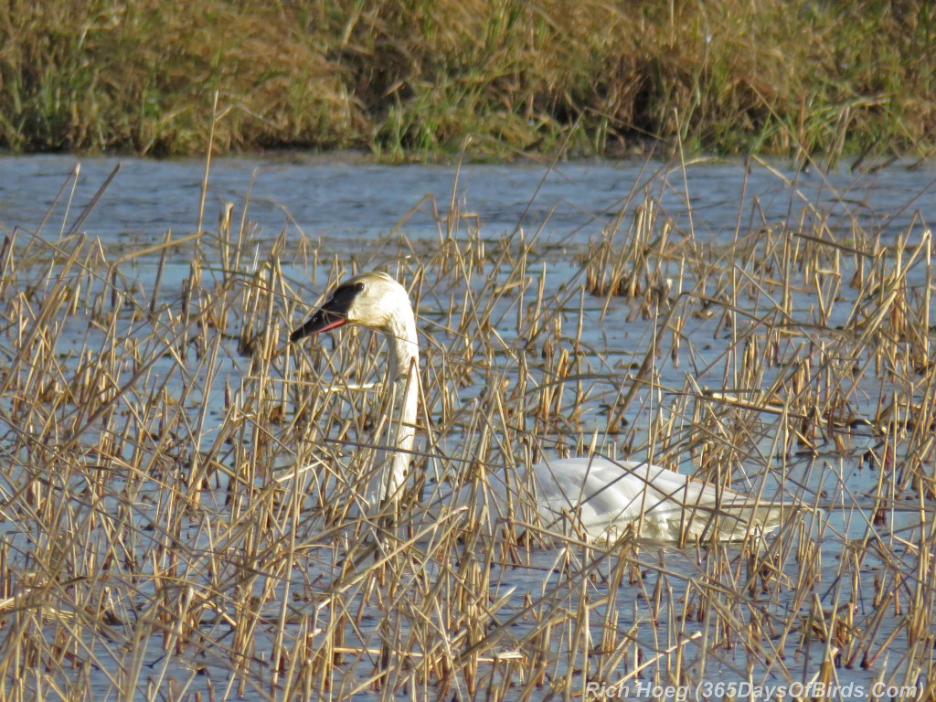 289-Birds-365-Crex-Meadows-Trumpeter-Swan-in-Reeds-1