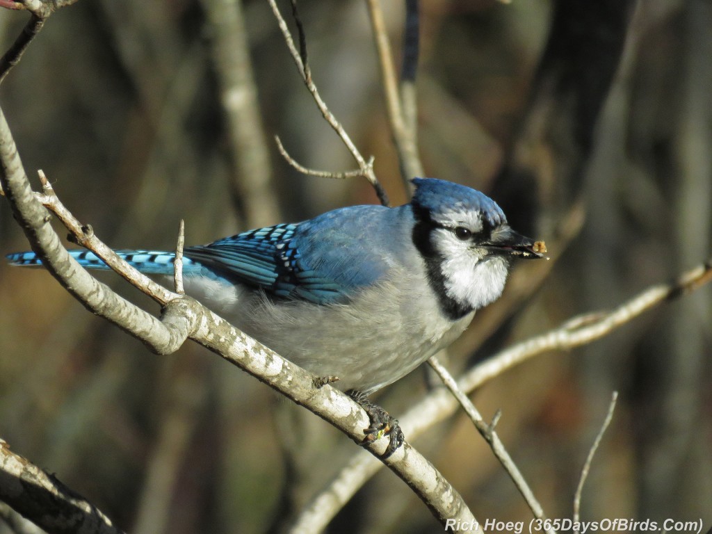 290-Birds-365-Blue-Jay-Eating