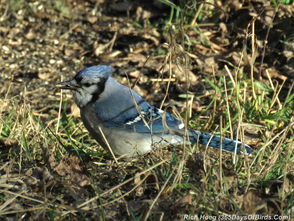 290-Birds-365-Blue-Jay-Foraging