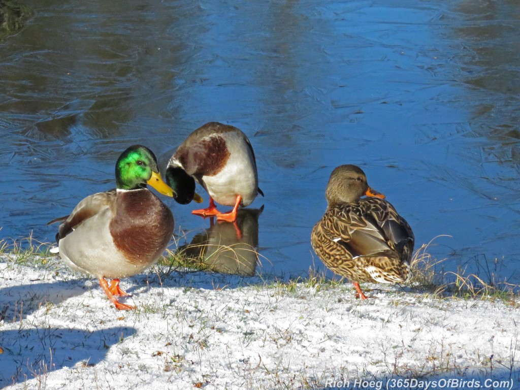 290-Birds-365-Mallards-Walk-On-Water