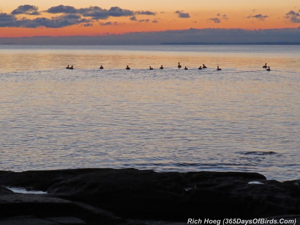 290-Birds-365-Sunrise-Geese