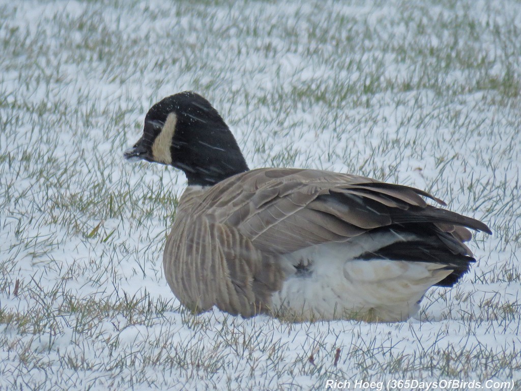291-Birds-365-W-on-W-Cackling-Goose-Resting