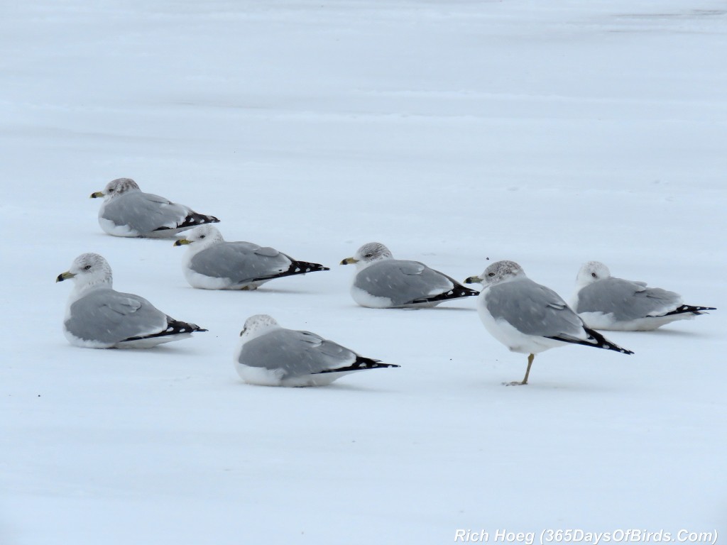 291-Birds-365-W-on-W-Herring-Gull