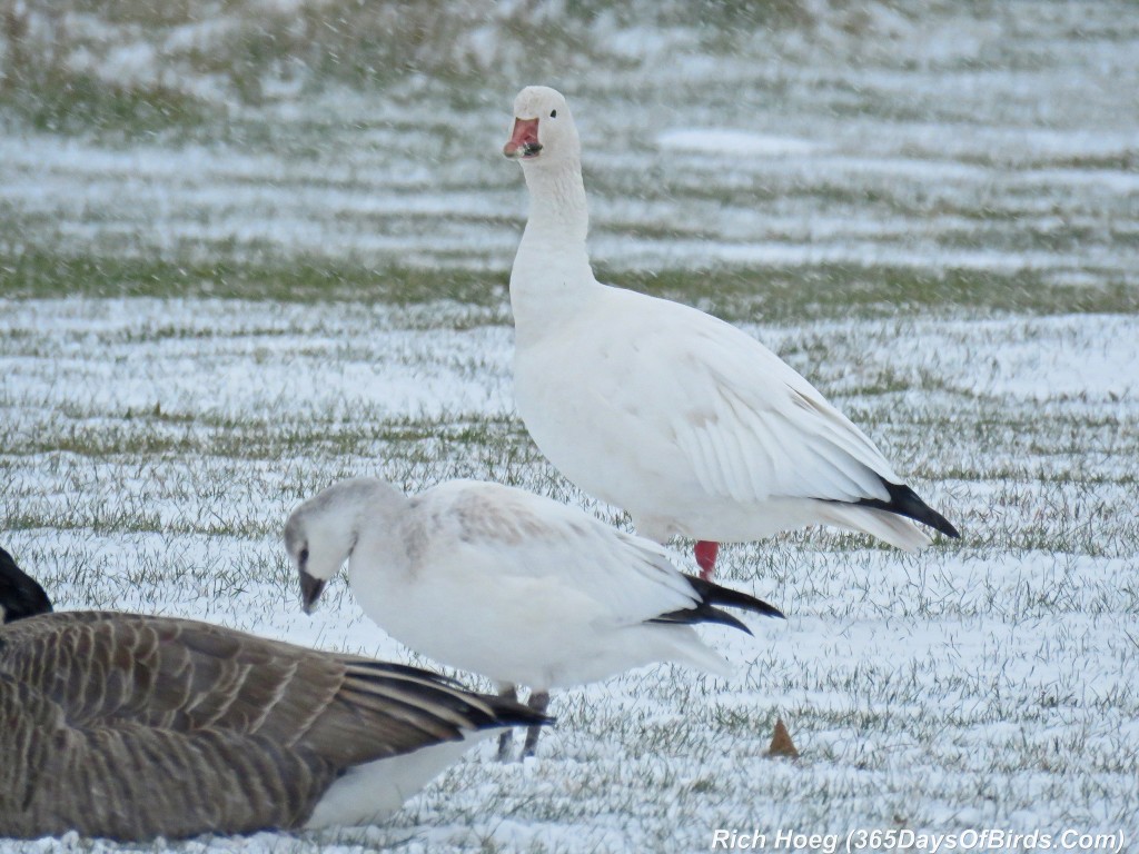 291-Birds-365-W-on-W-Snow-Geese-Inspect