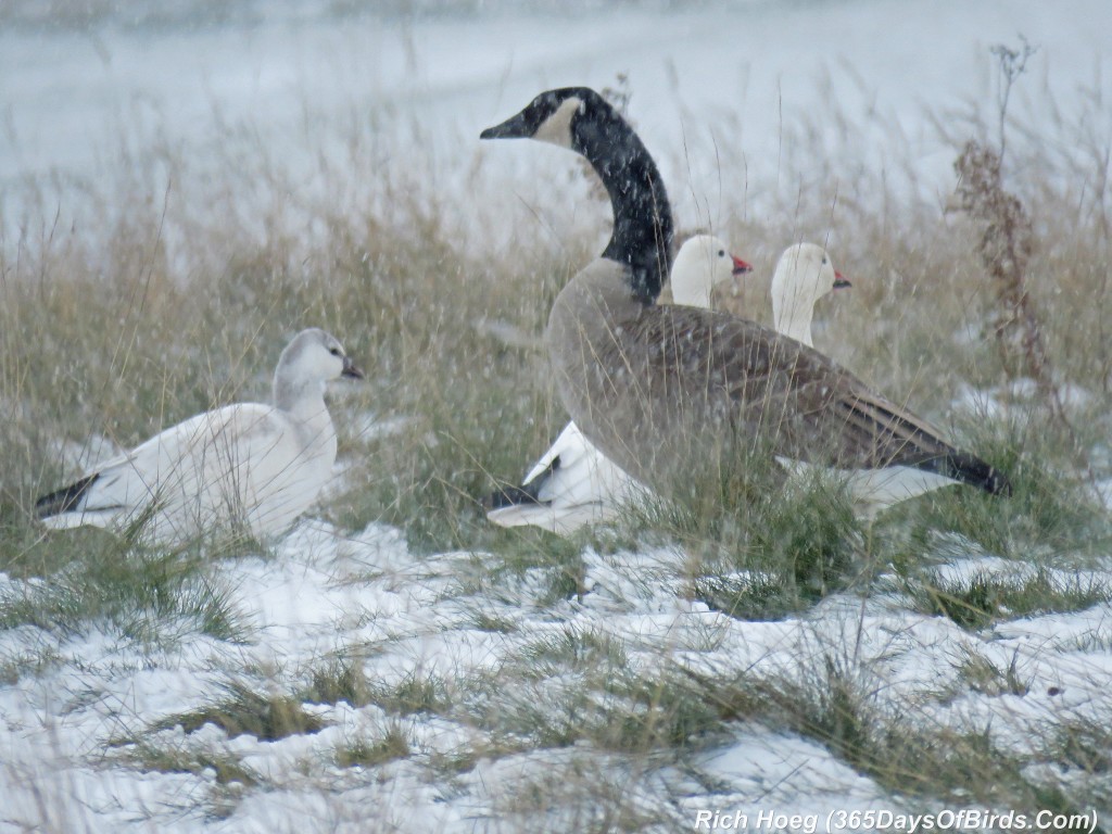 291-Birds-365-W-on-W-Snow-Geese-Meadow-1