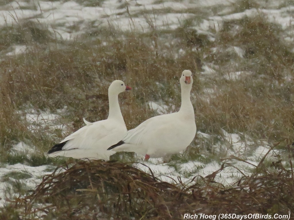 291-Birds-365-W-on-W-Snow-Geese-Meadow-2