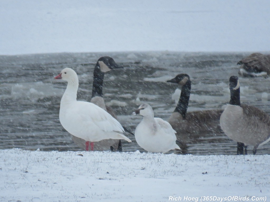 291-Birds-365-W-on-W-Snow-Geese-Pond