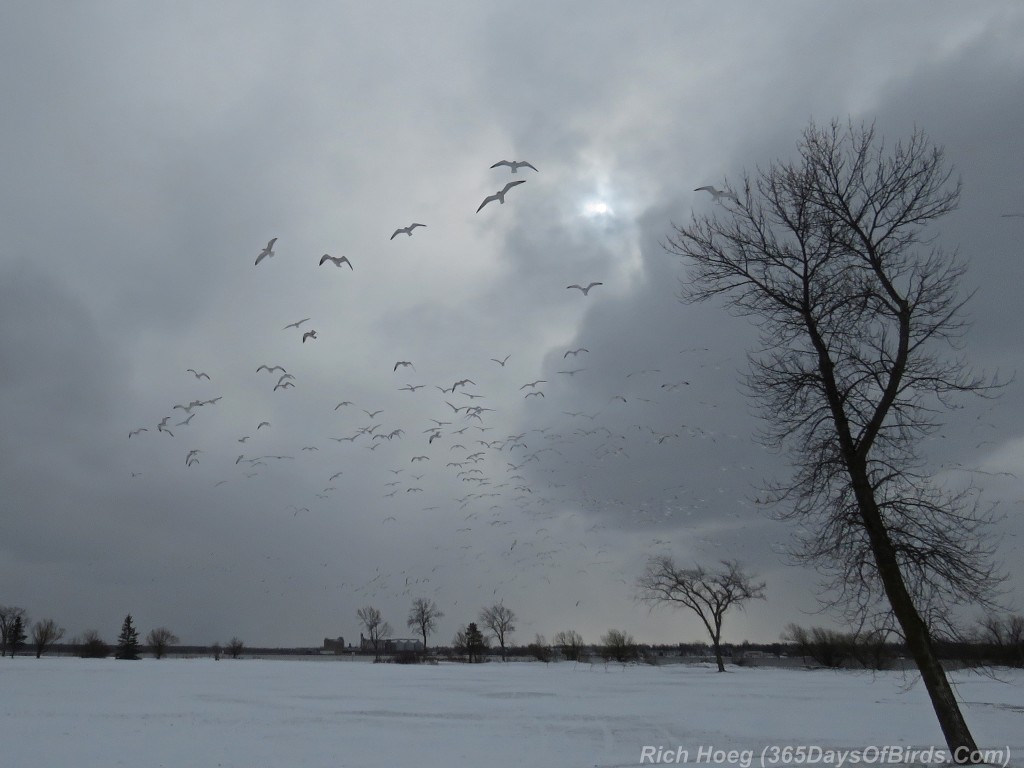 292-Birds-365-Flying-Frozen-Gulls