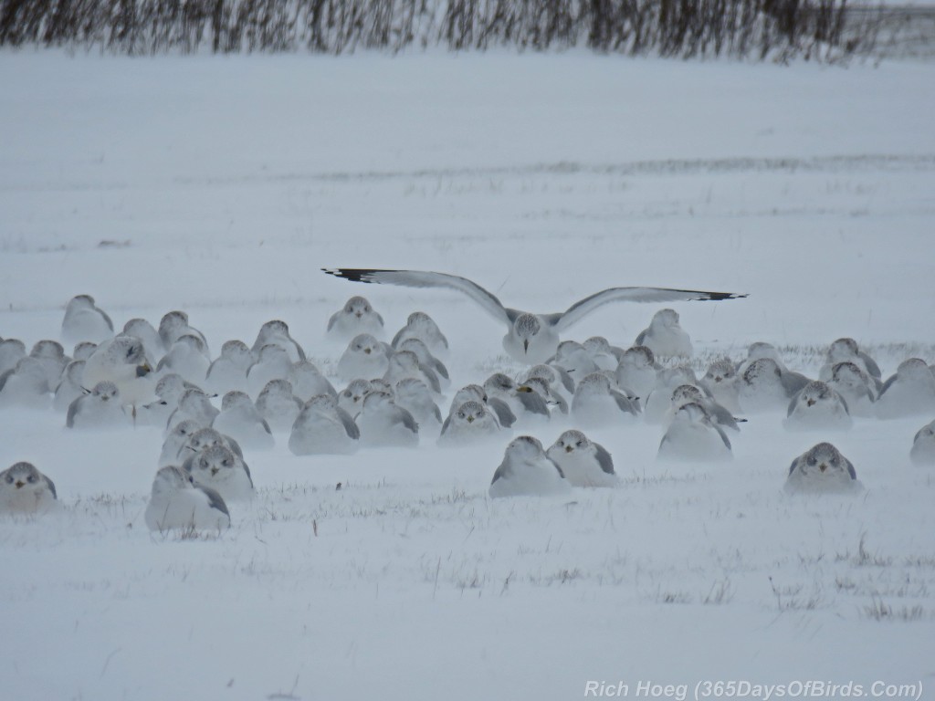 292-Birds-365-Grounded-Frozen-Gulls