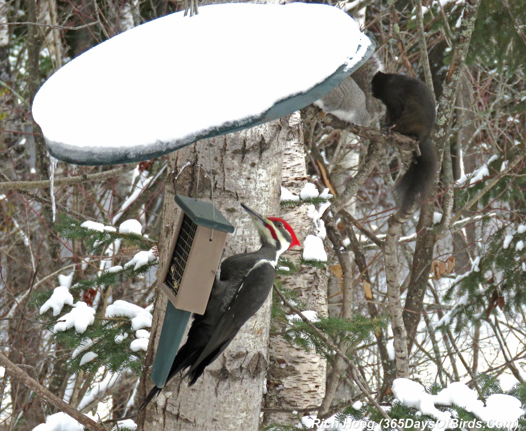 293-Birds-365-Pileated-Woodpecker-Squirrels-1