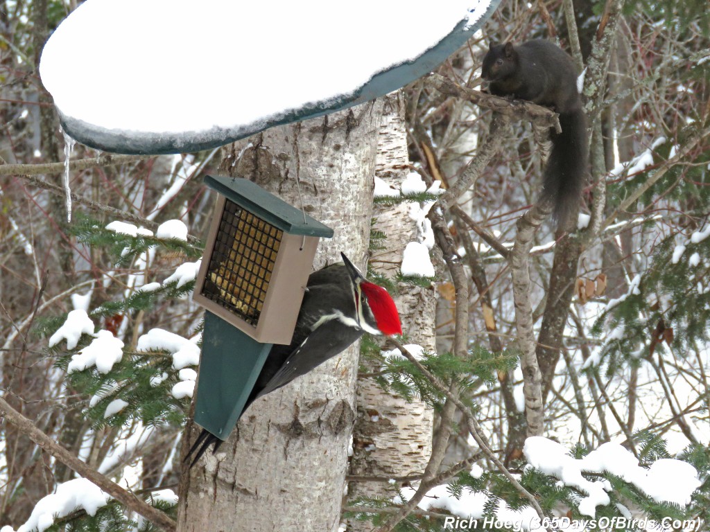 293-Birds-365-Pileated-Woodpecker-Squirrels-2