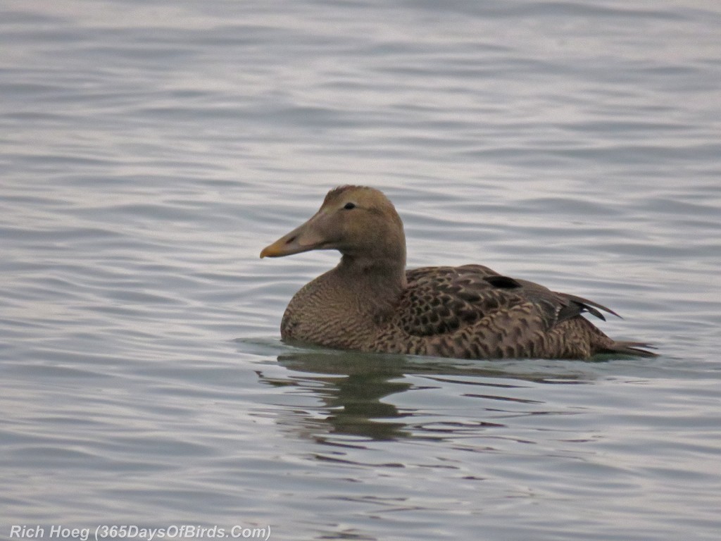 294-Birds-365-Common-Eider