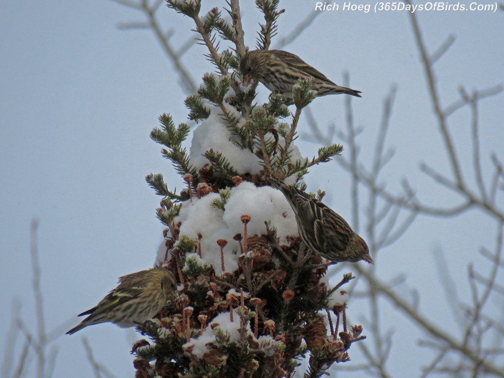 294-Birds-365-Pine-Siskins