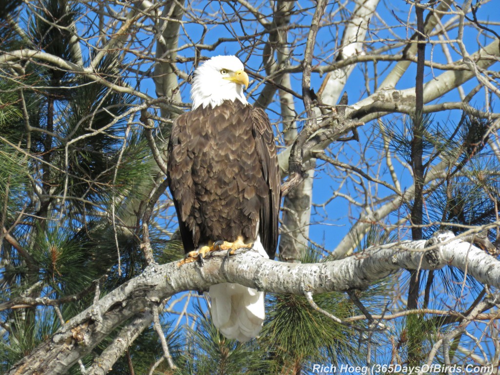 295-Birds-365-Bald-Eagle-1