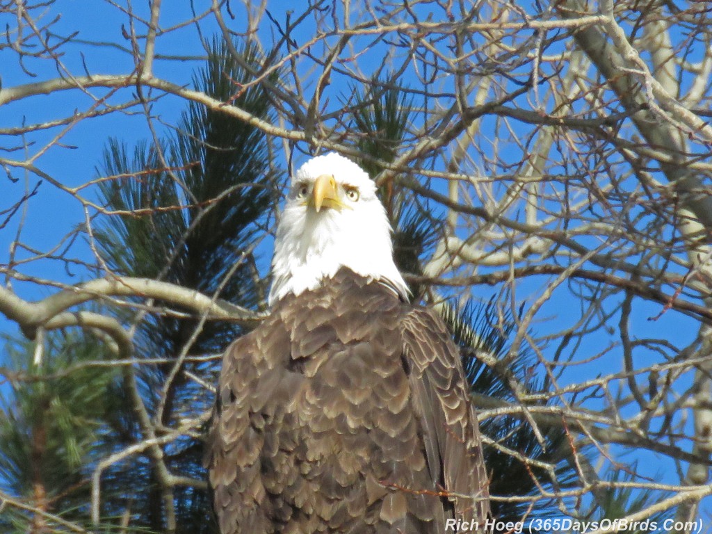 295-Birds-365-Bald-Eagle-2-Cross-Eyed