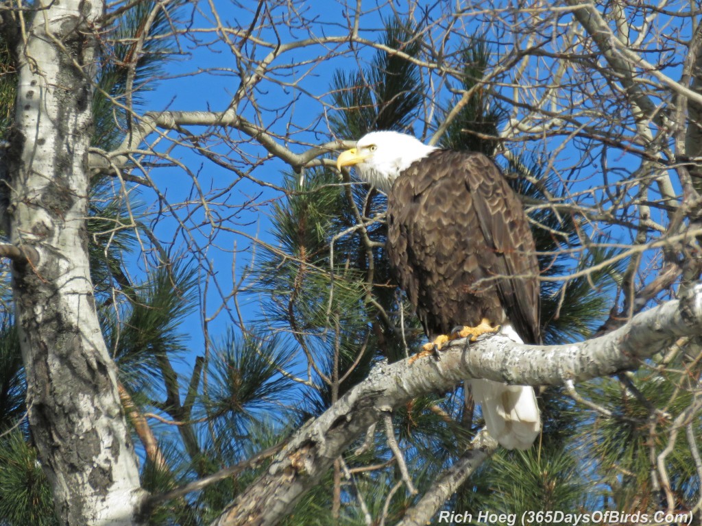 295-Birds-365-Bald-Eagle-3