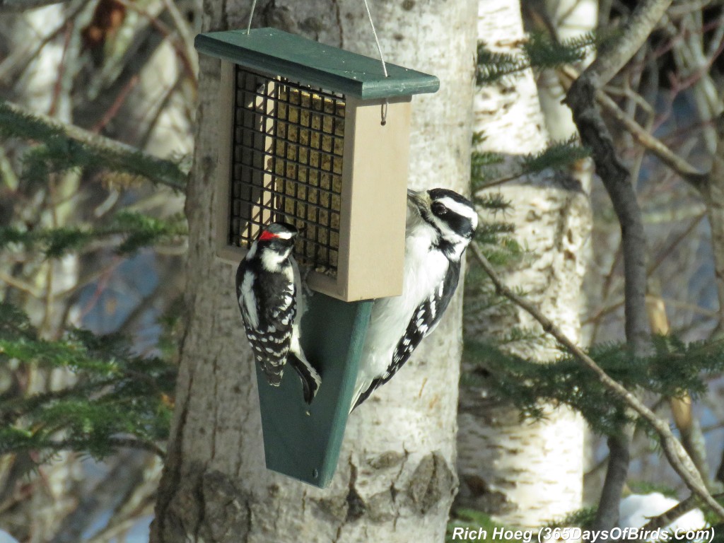 296-Birds-365-Hairy-vs-Downy