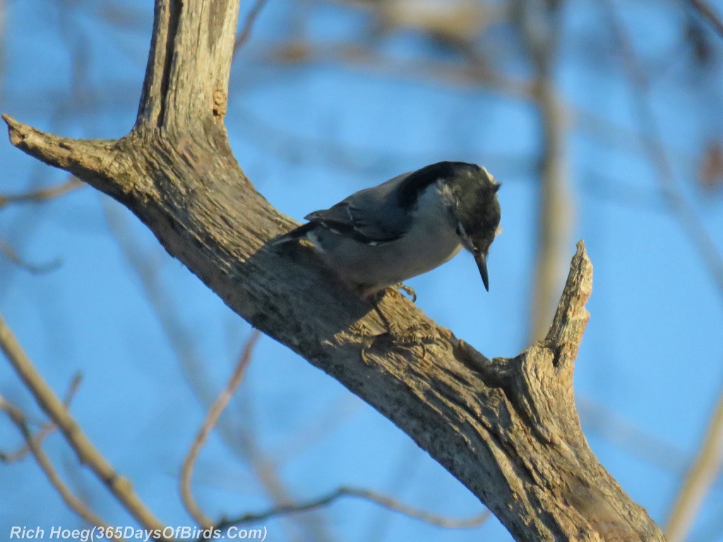 296-Birds-365-White-Breasted-Nuthatch-Hole-Inspection-1