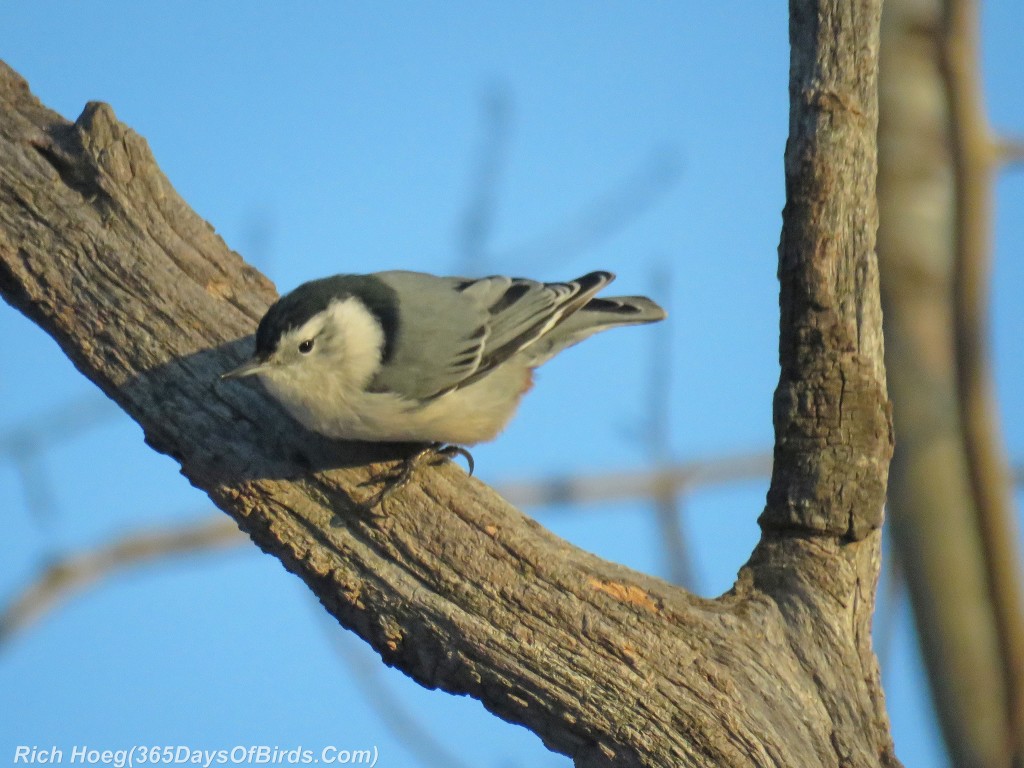 296-Birds-365-White-Breasted-Nuthatch-Hole-Inspection-3