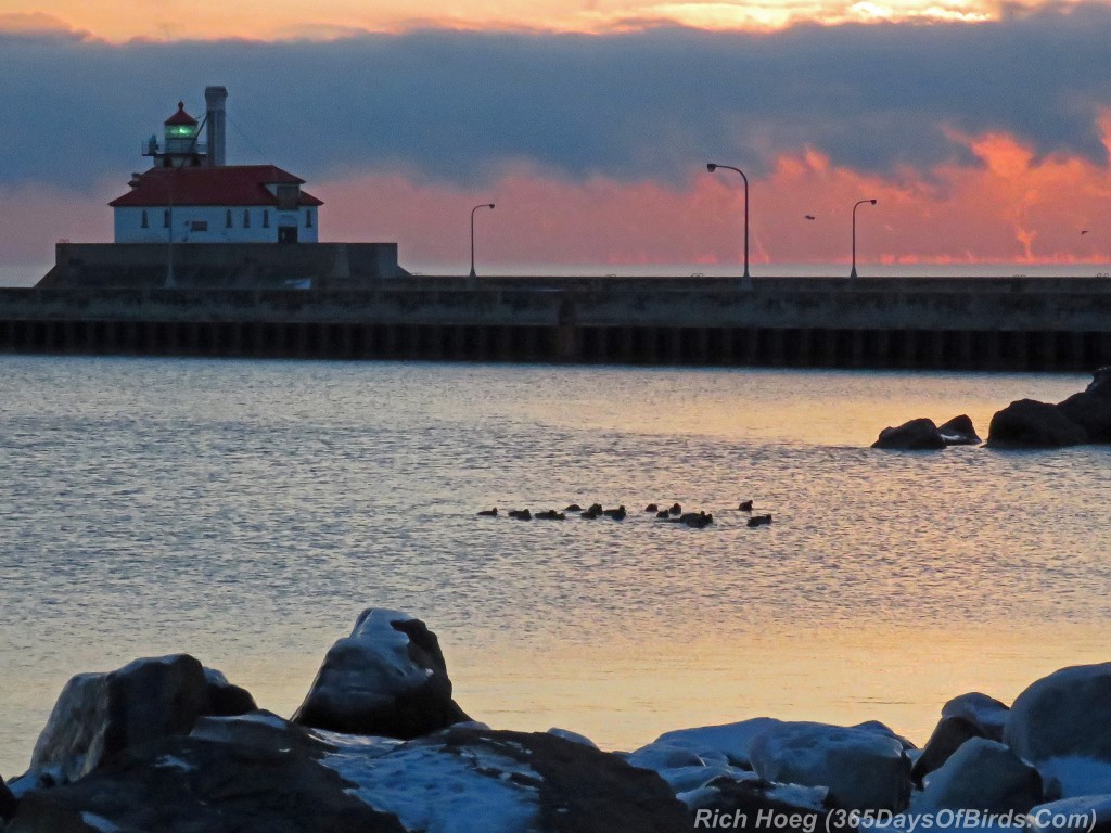 297-Birds-365-Lighthouse-Water-Spouts-Mallards