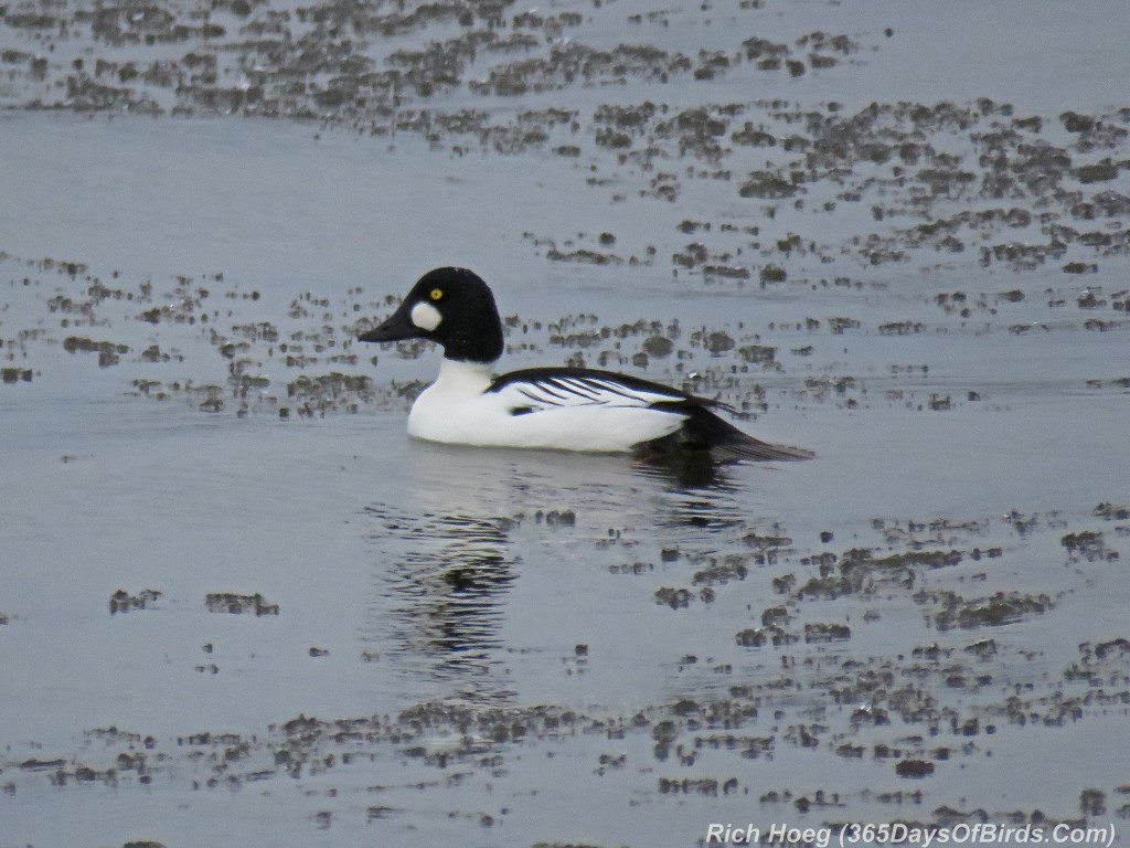 298-Birds-365-Goldeneye