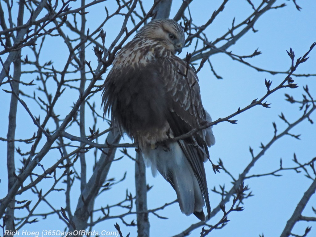 299-Birds-365-Rough-Legged-Hawk