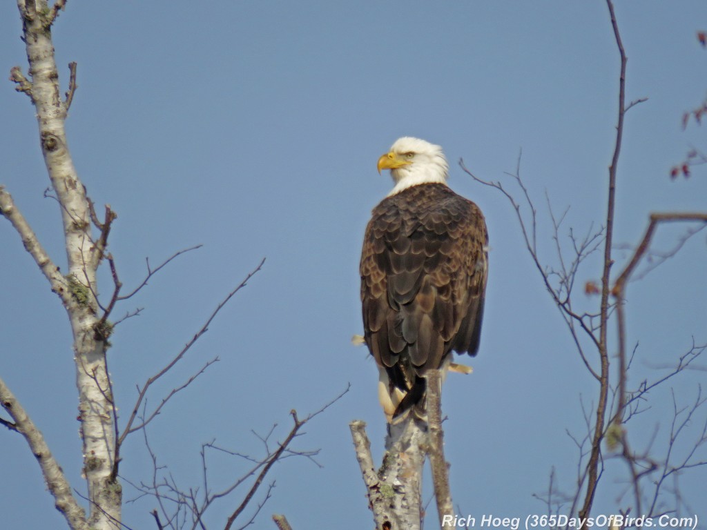 300-Birds-365-Eagle