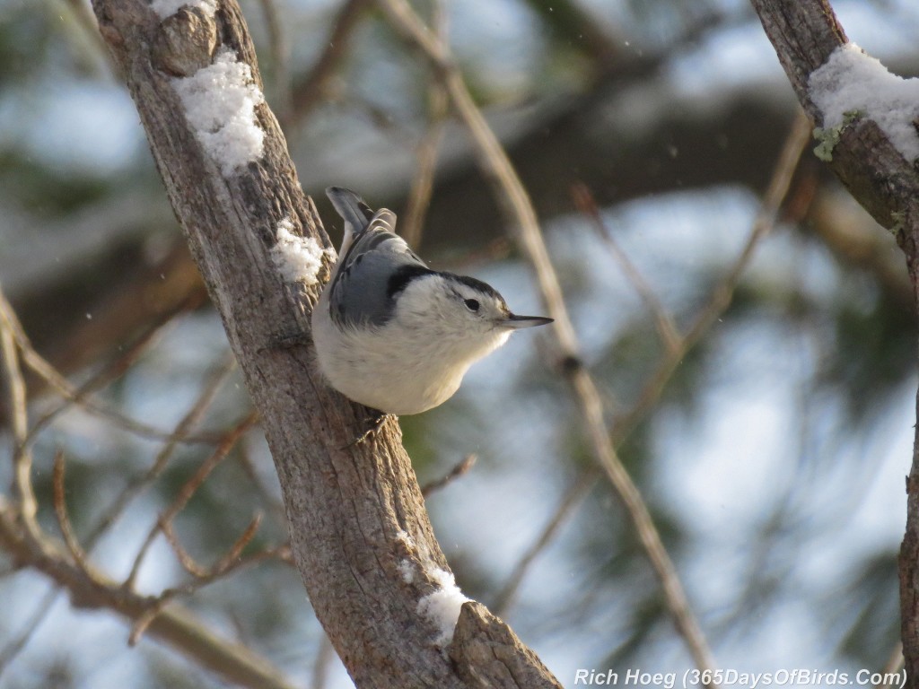 300-Birds-365-Nuthatch-1