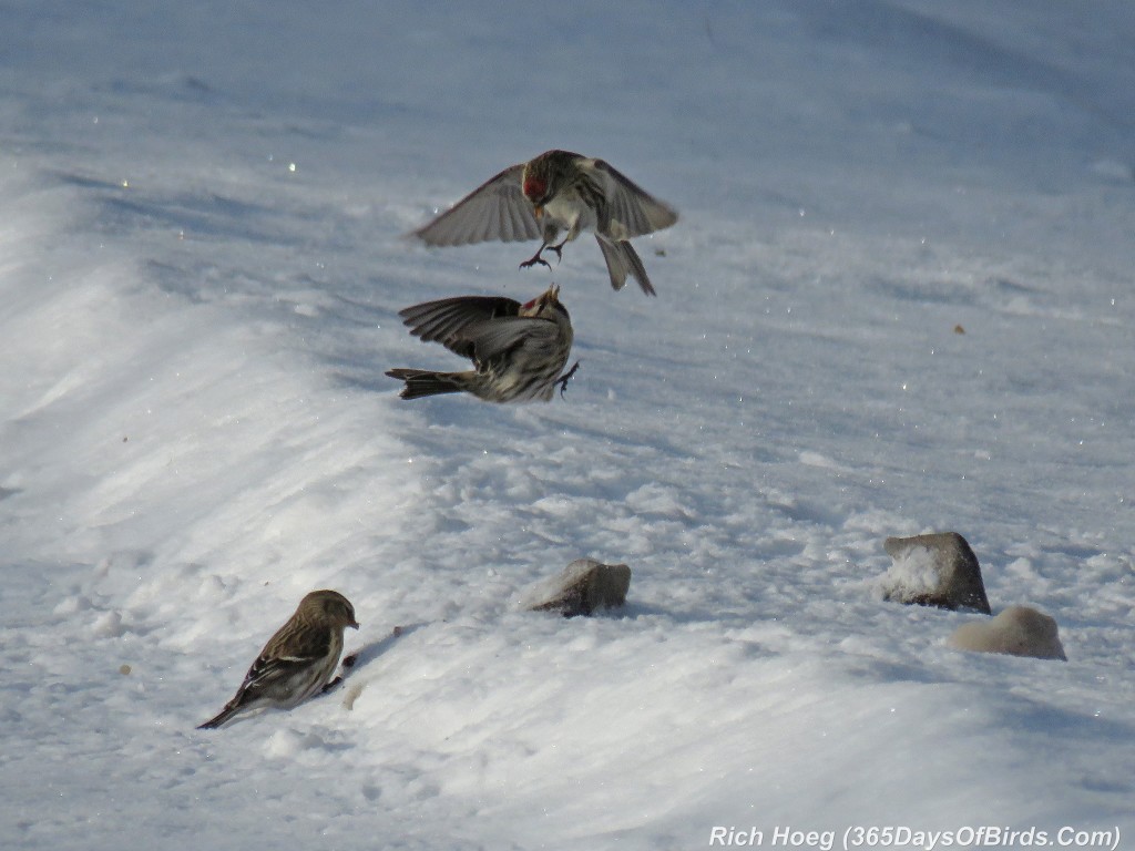 301-Birds-365-Fighting-Redpolls-2