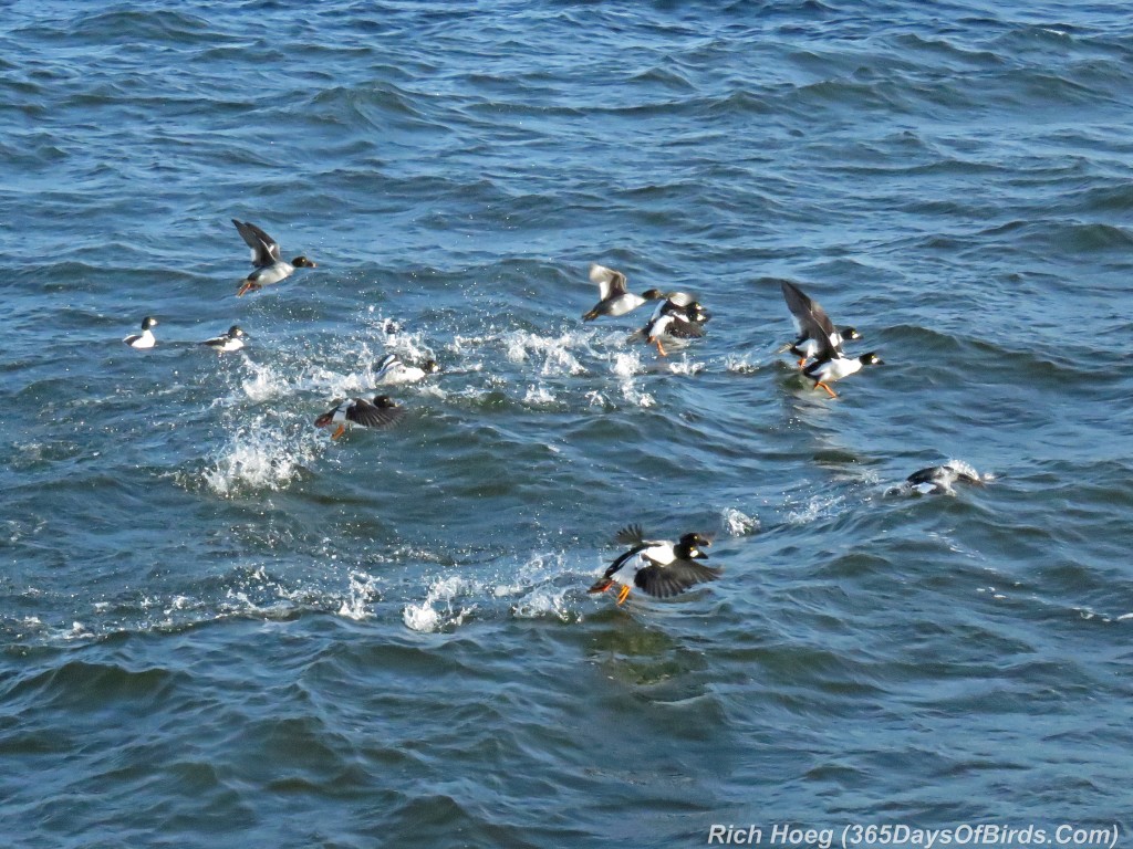 302-Birds-365-Goldeneyes-Canal-Park