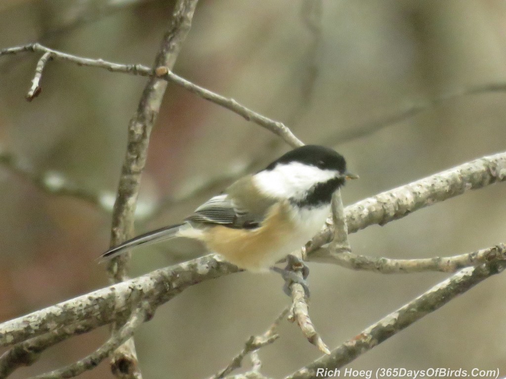 305-Birds-365-Chickadee