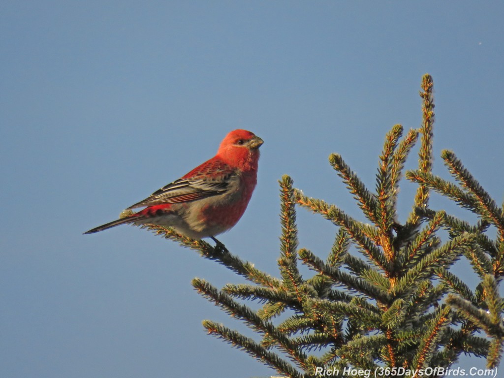 306-Birds-365-Pine-Grosbeak-1