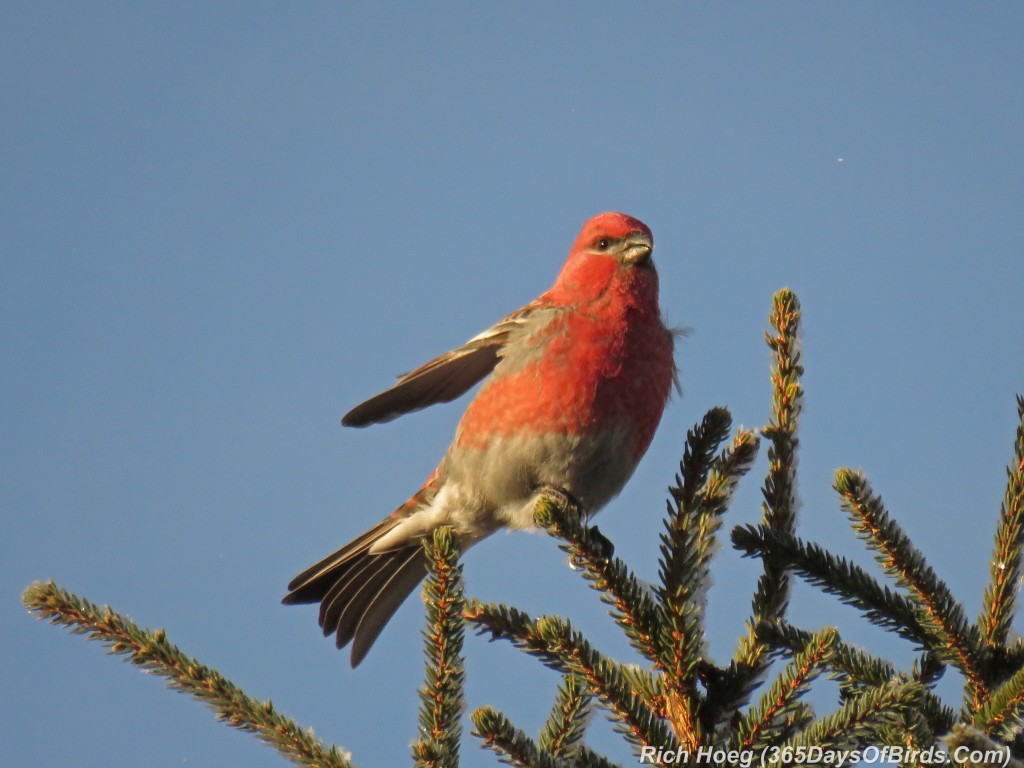 306-Birds-365-Pine-Grosbeak-2