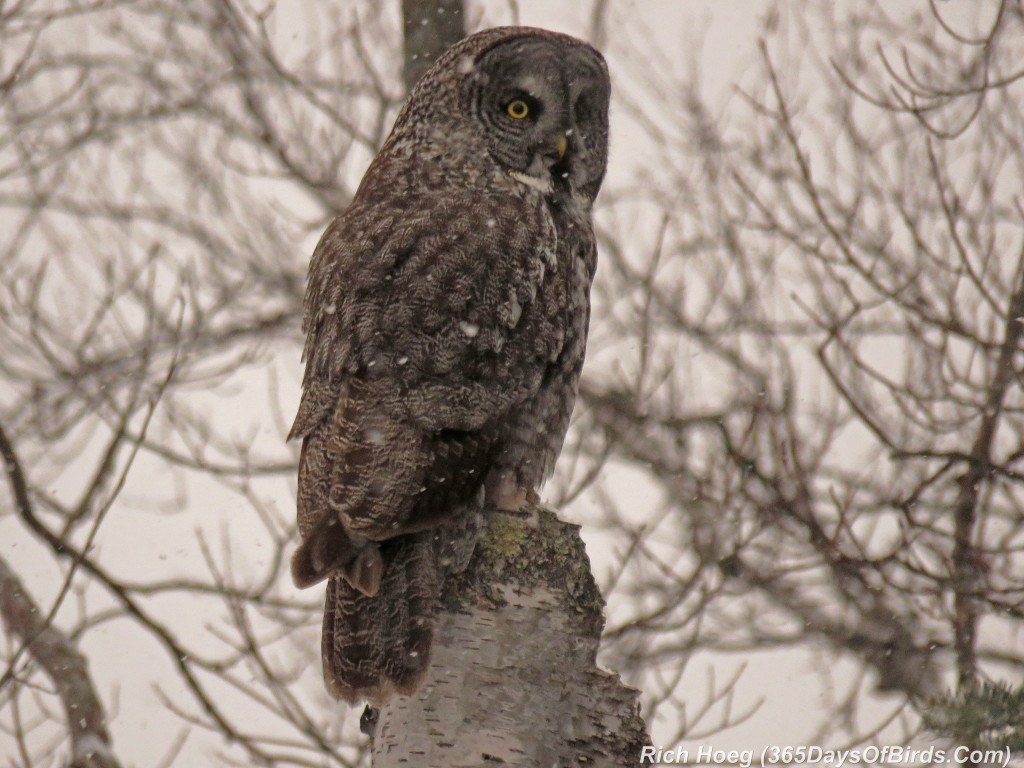 307-Birds-365-Great-Grey-Owl