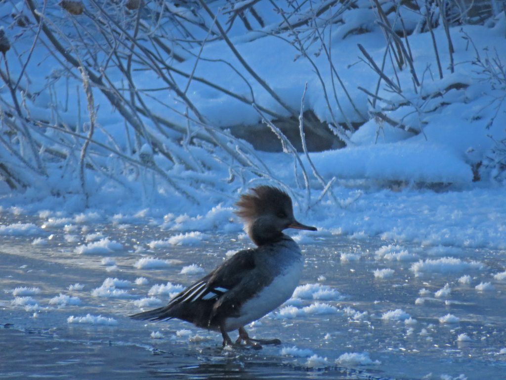 308-Birds-365-Thanksgiving-Hooded-Merganser-1