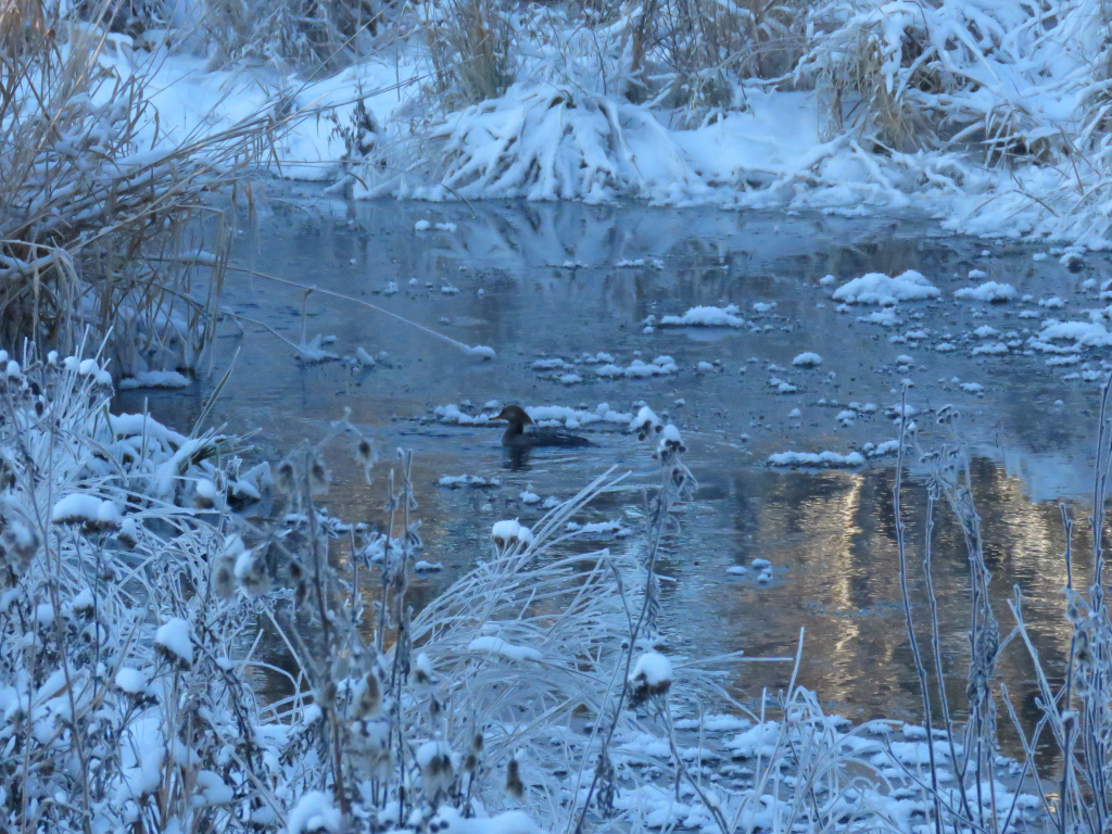 308-Birds-365-Thanksgiving-Hooded-Merganser-2