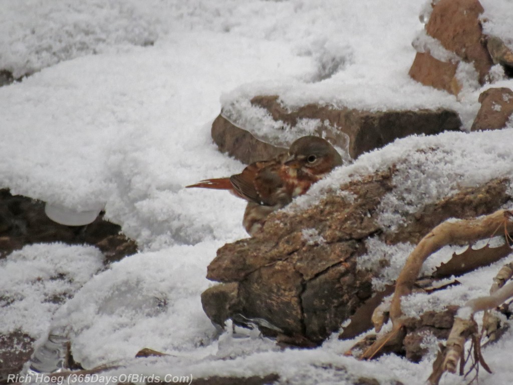 309-Birds-365-365-Fox-Sparrow-1