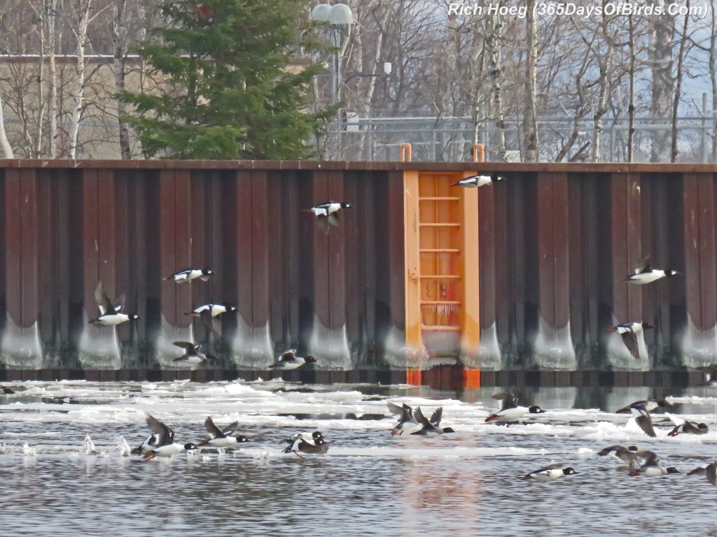 310-Birds-365-365-Superior-Entry-Goldeneye-Takeoff