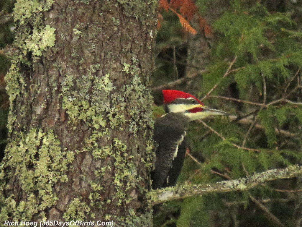 310-Birds-365-Knife-River-Plieated-Woodpecker